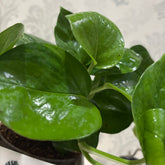Global pothos, with 5.5 inches white decor pot